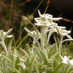 Edelweiss Flower