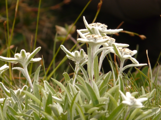 Edelweiss Flower – Famous Bavarian Souvenir