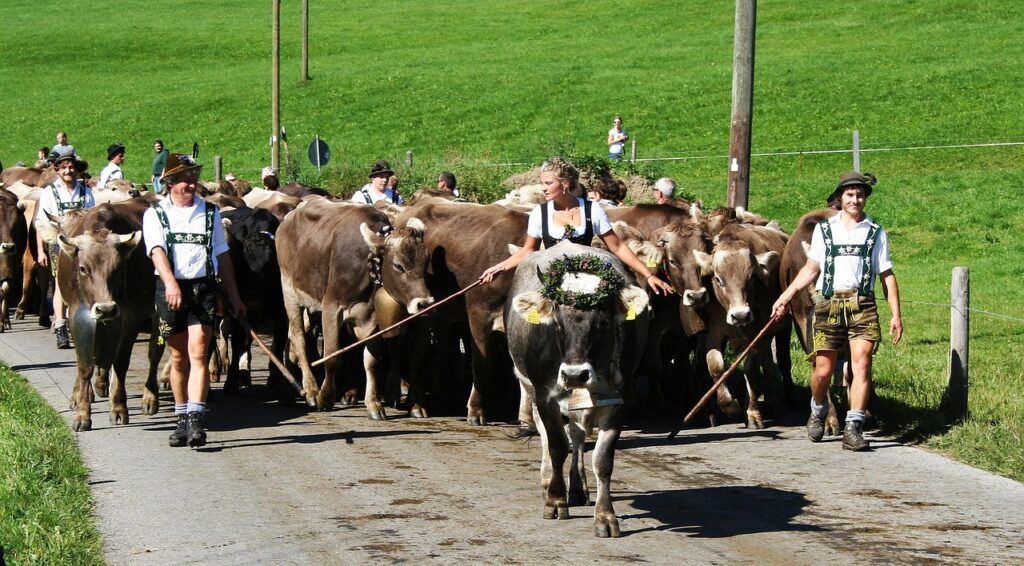 Cattle coming down through an Allgäu village at the Viehscheid